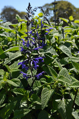 Salvia Black & Bloom - 14cm Pot