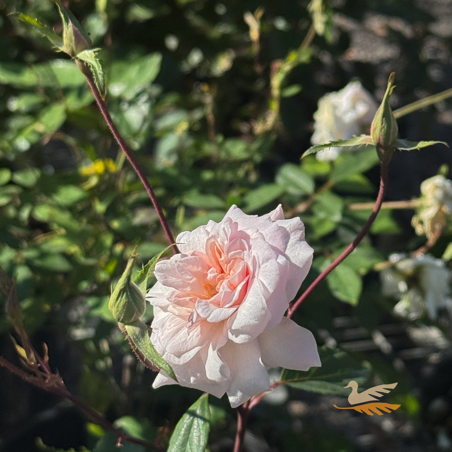 Bush Rose Cecile Brunner - 20cm Pot