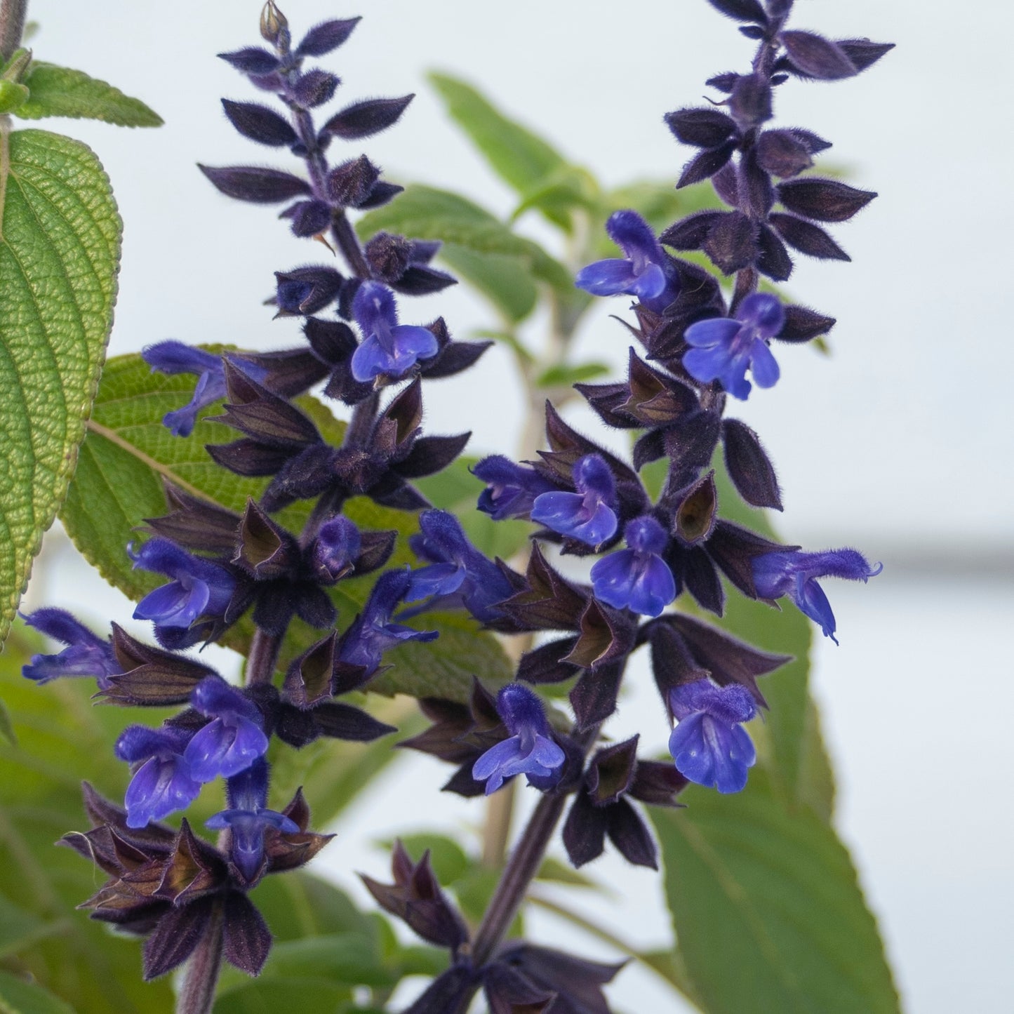 Salvia Anthony Parker - 14cm Pot