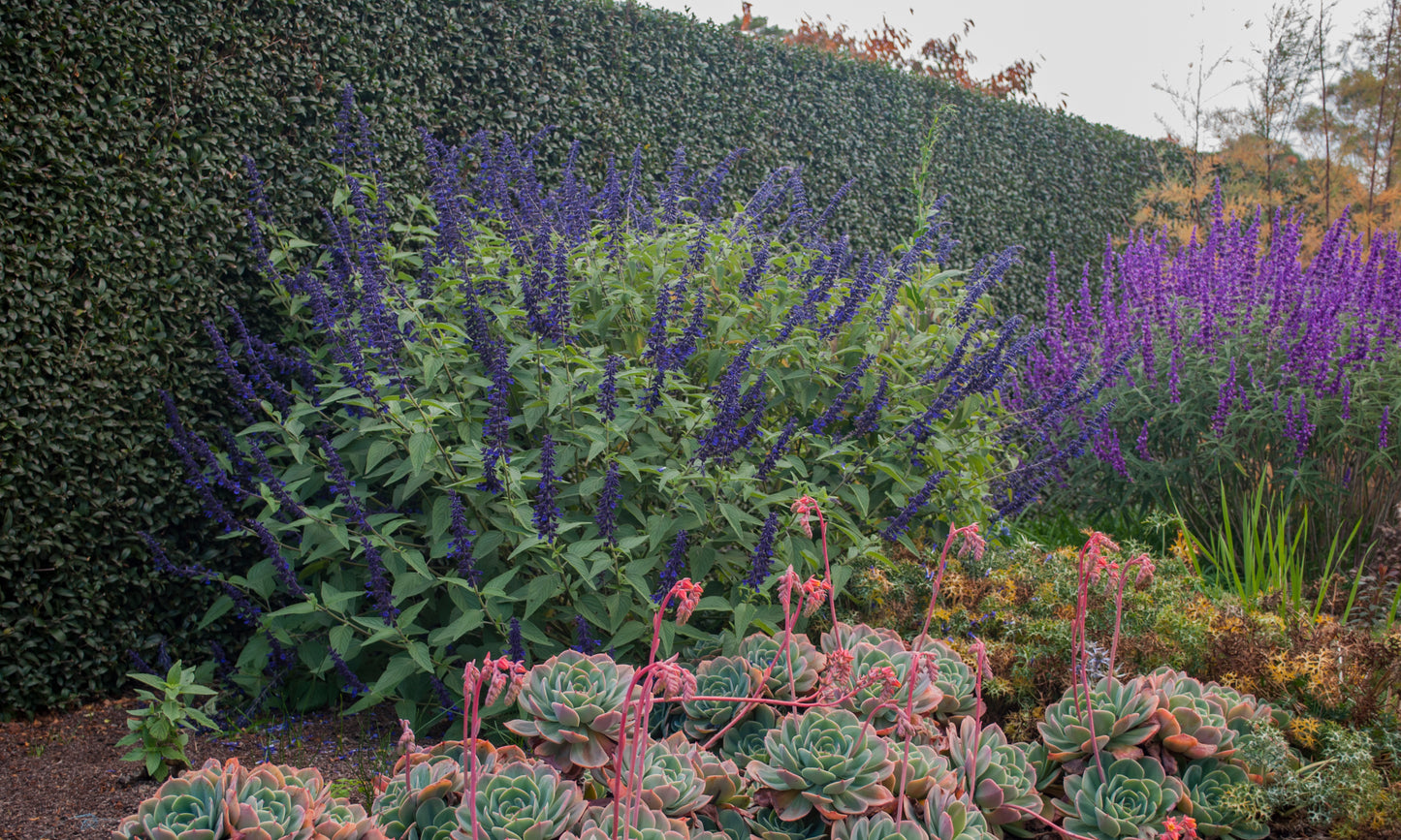 Salvia Anthony Parker - 14cm Pot