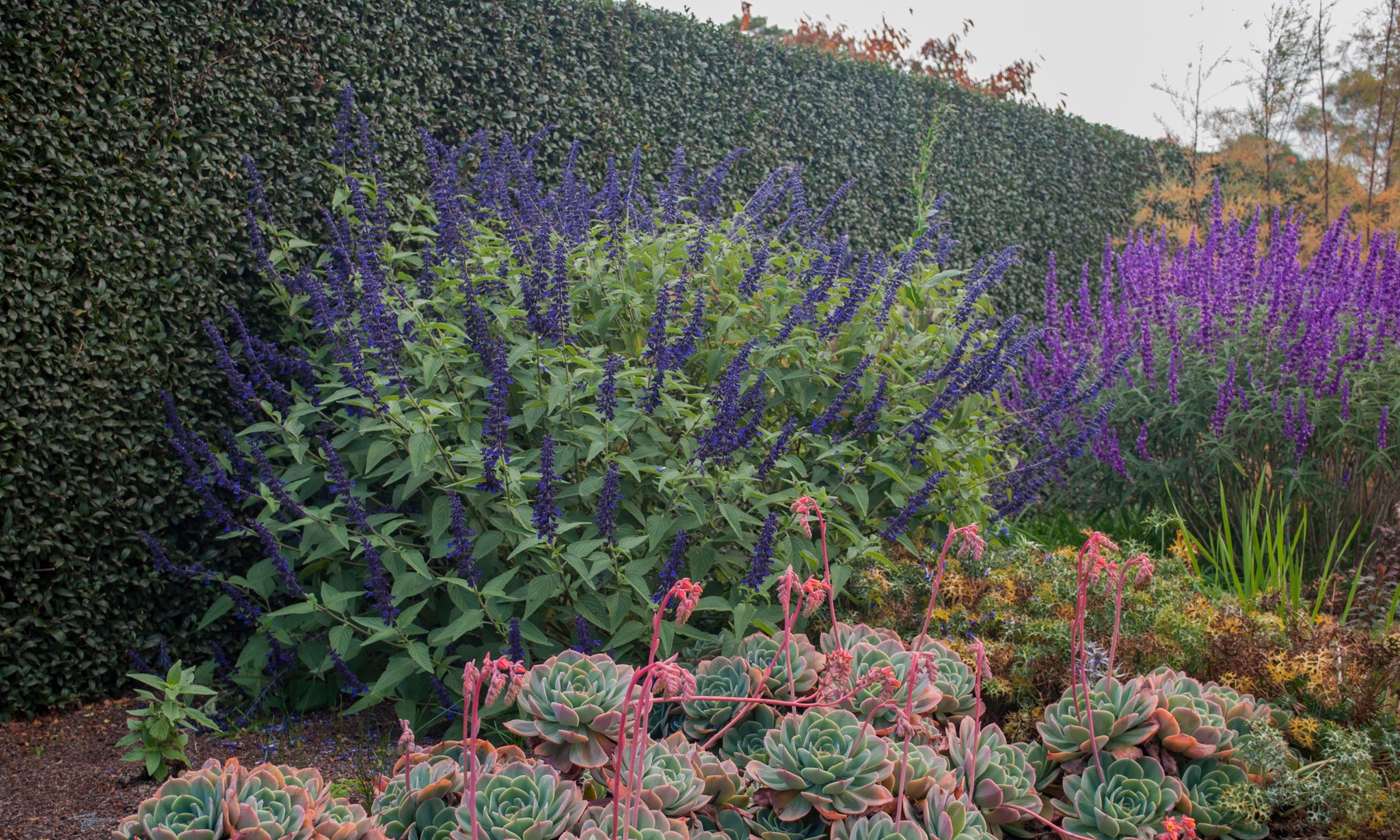 Salvia Anthony Parker - 14cm Pot