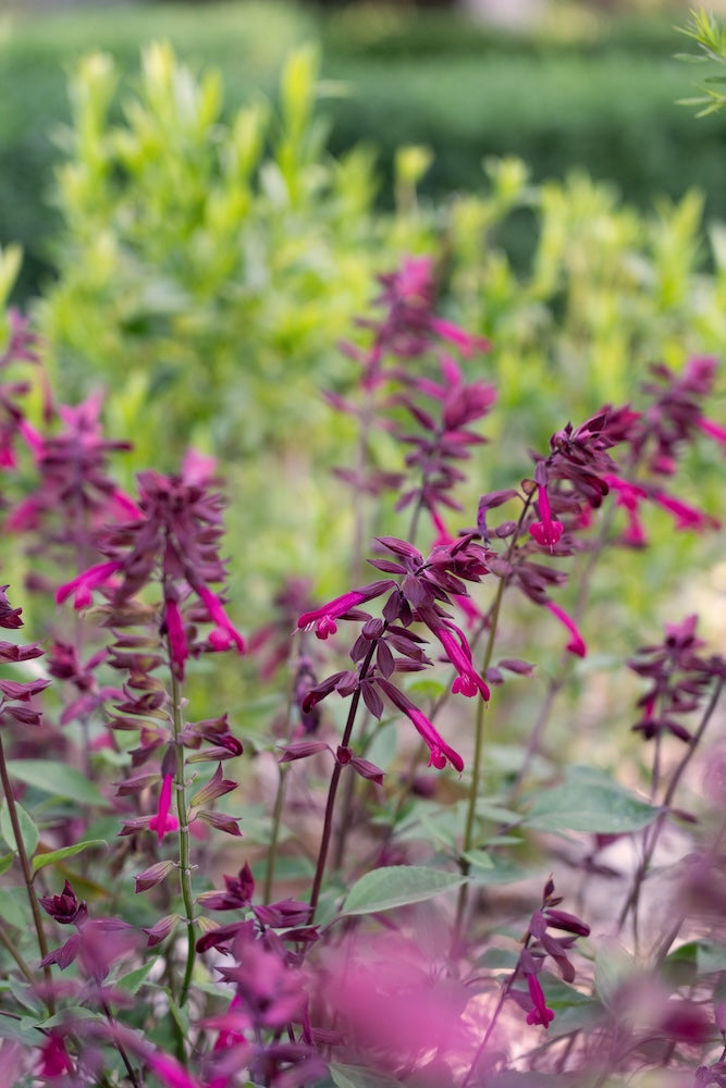 Salvia Wendys Wish - 14cm Pot