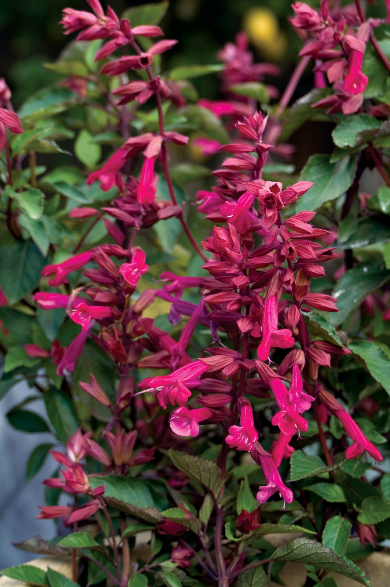 Salvia Wendys Wish - 14cm Pot
