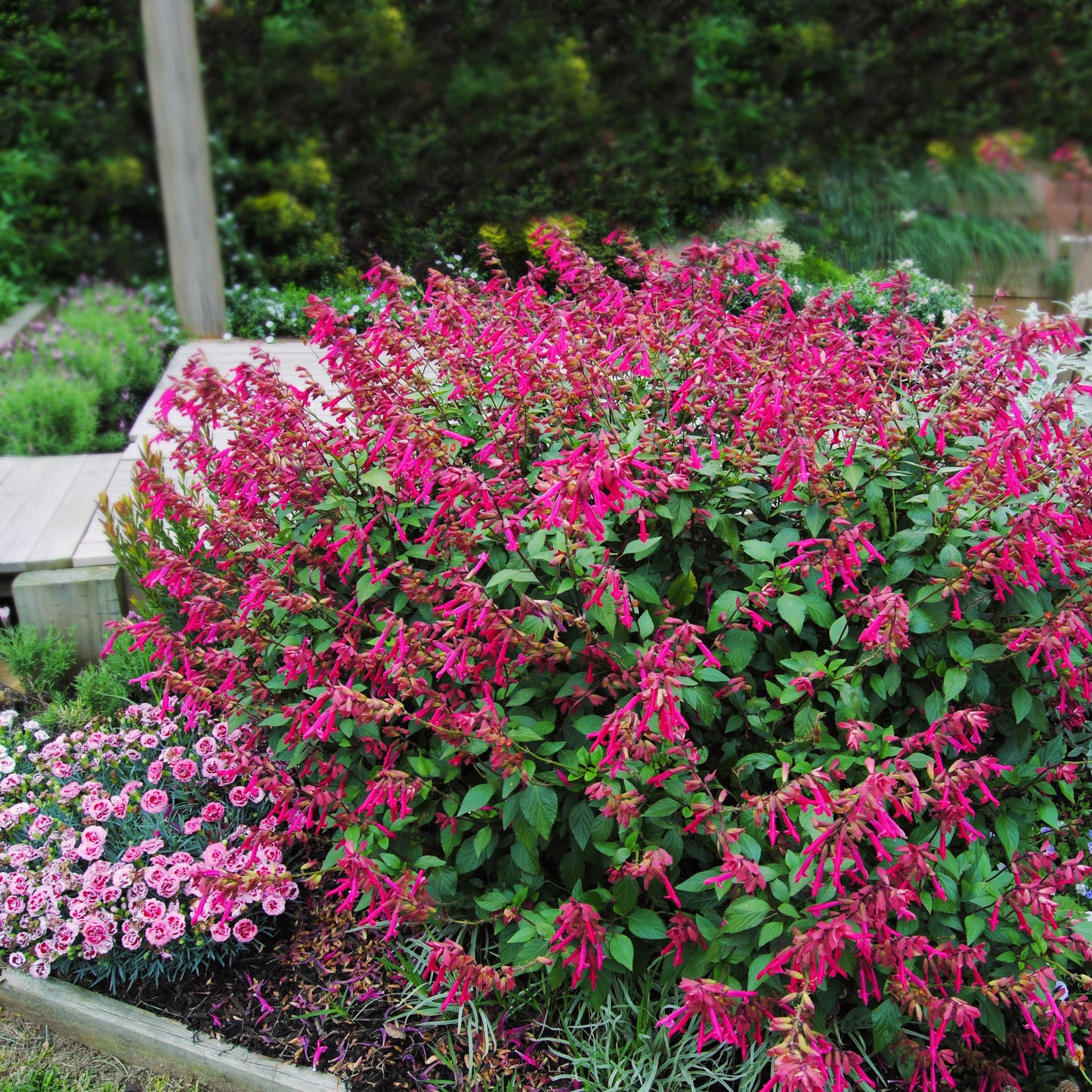 Salvia Wendys Wish - 14cm Pot