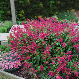 Salvia Wendys Wish - 14cm Pot