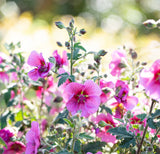 Anisodontea African Rose Mirembe - 14cm Pot