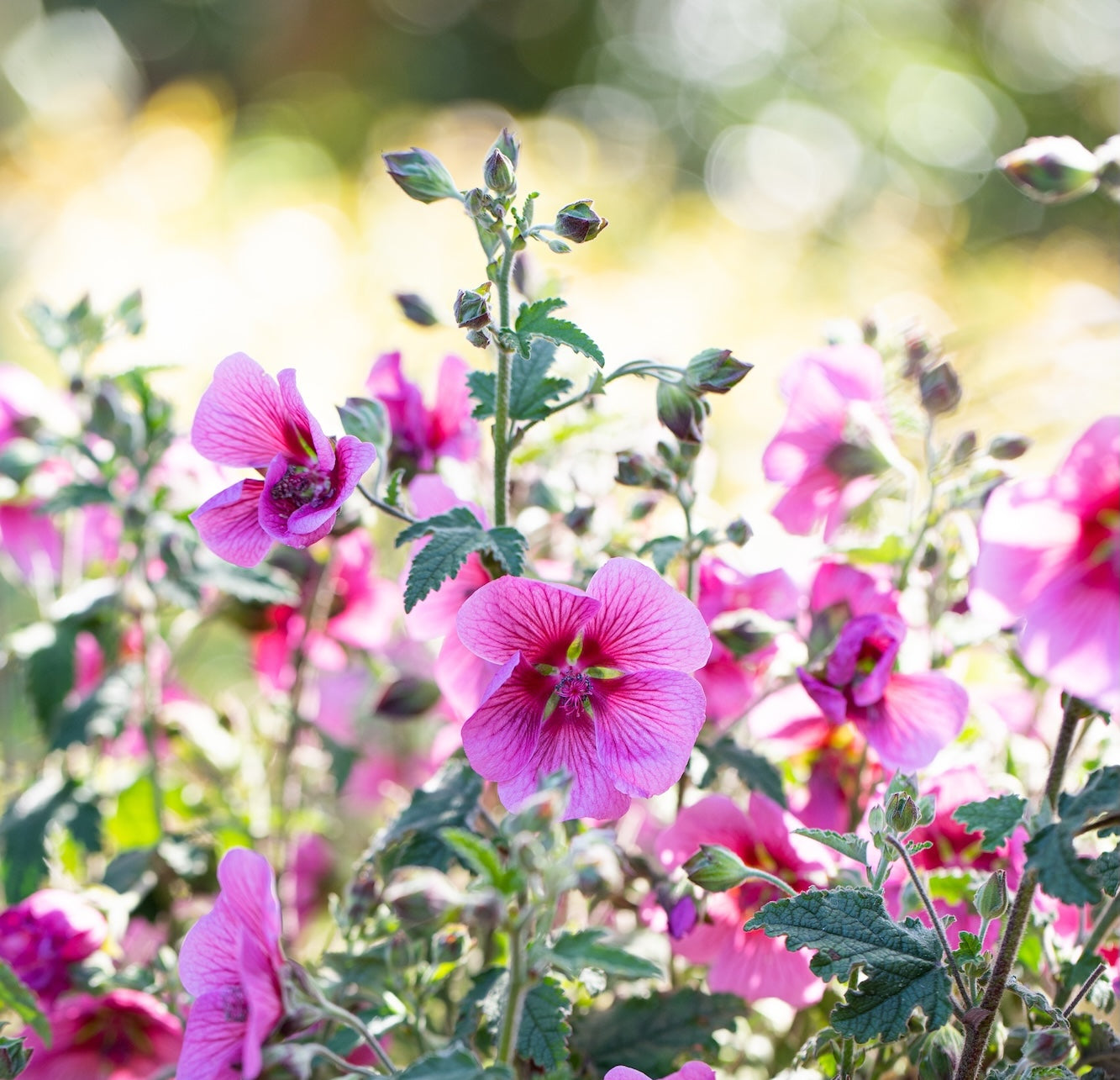 Anisodontea African Rose Mirembe - 14cm Pot
