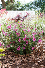 Anisodontea African Rose Mirembe - 14cm Pot