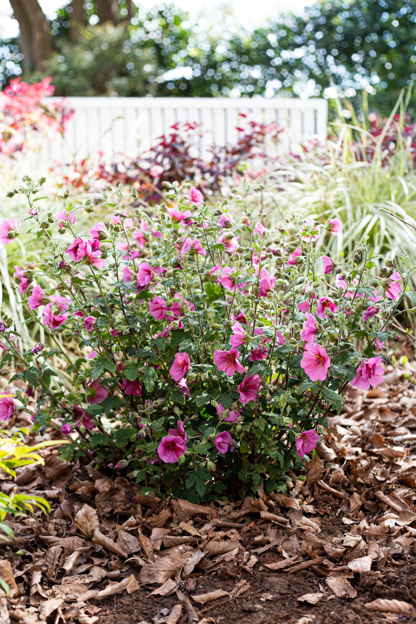 Anisodontea African Rose Mirembe - 14cm Pot