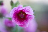 Anisodontea African Rose Mirembe - 14cm Pot
