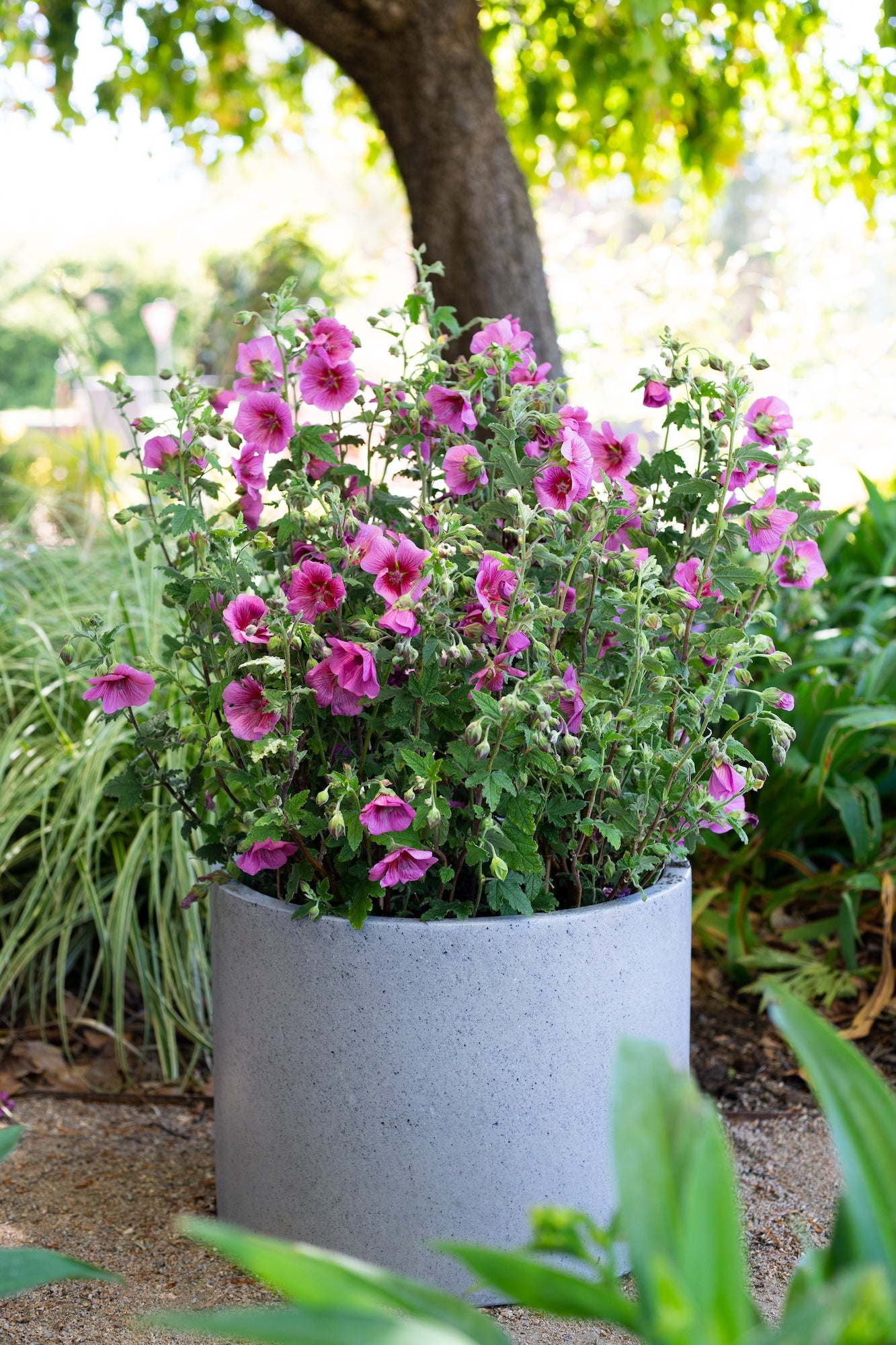 Anisodontea African Rose Mirembe - 14cm Pot