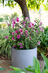 Anisodontea African Rose Mirembe - 14cm Pot