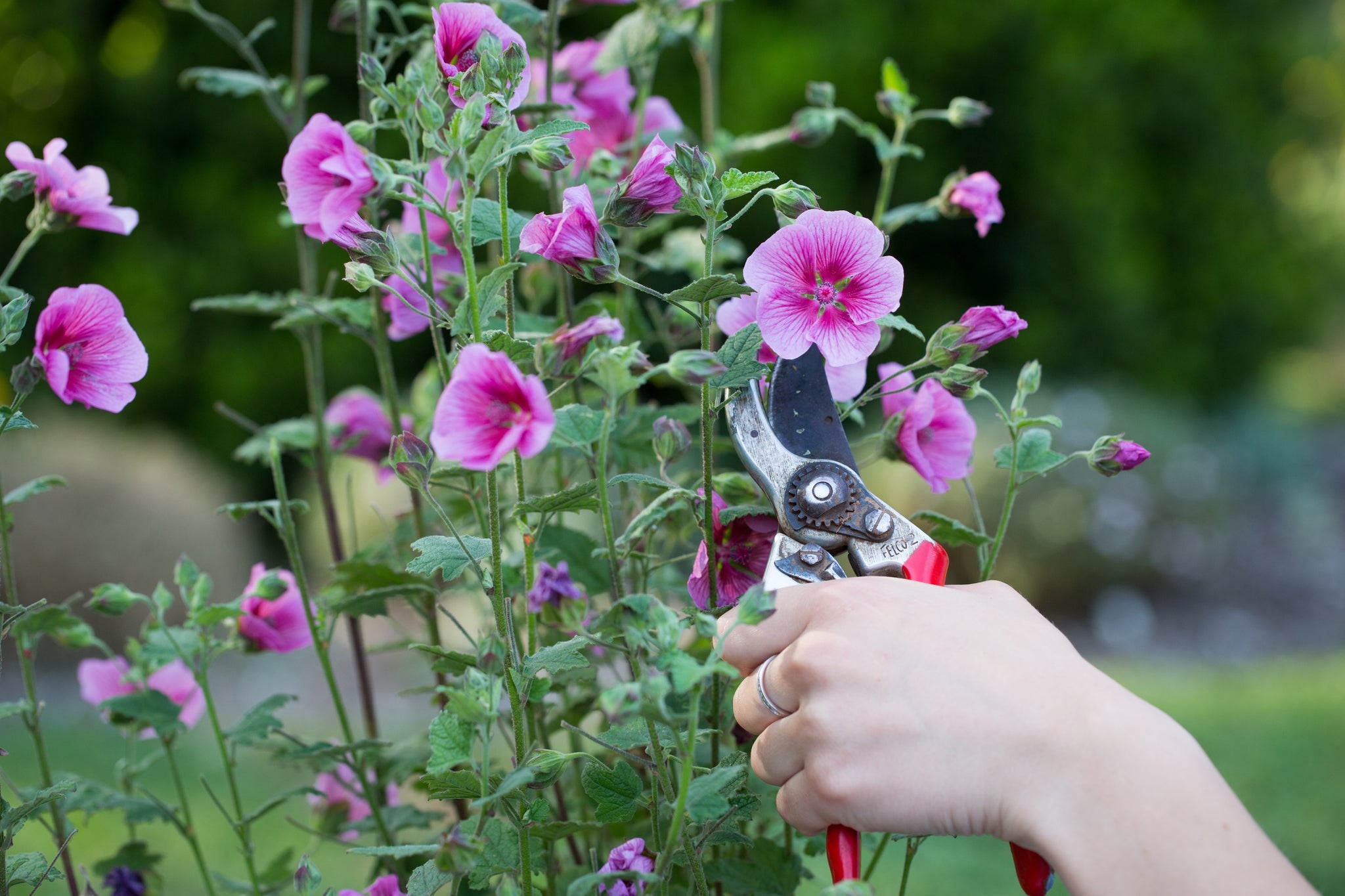 Anisodontea African Rose Mirembe - 14cm Pot