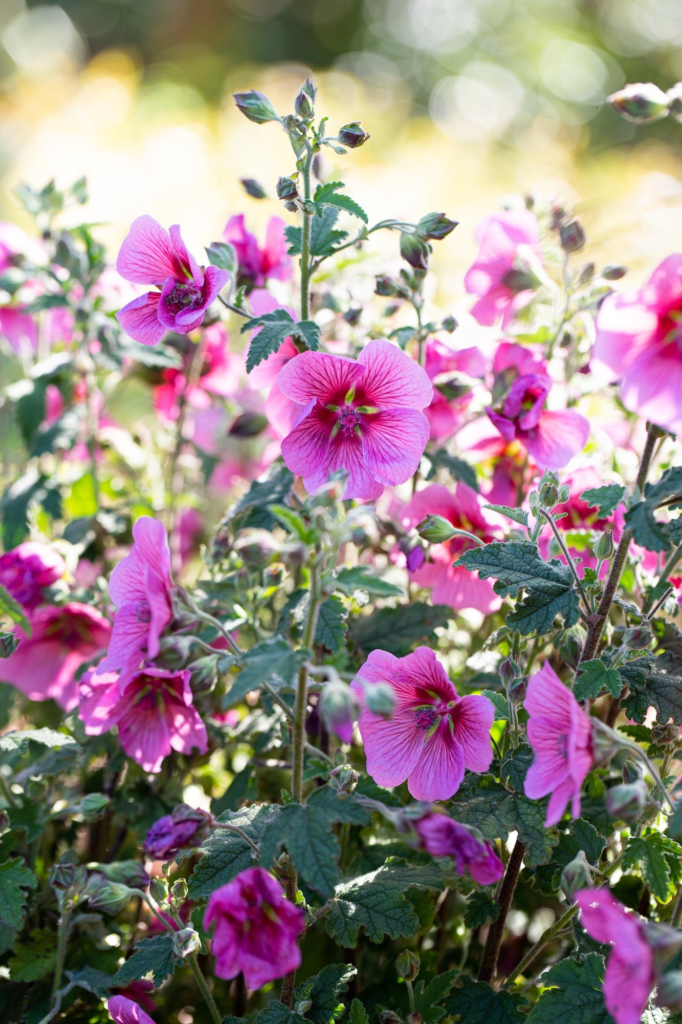 Anisodontea African Rose Mirembe - 14cm Pot