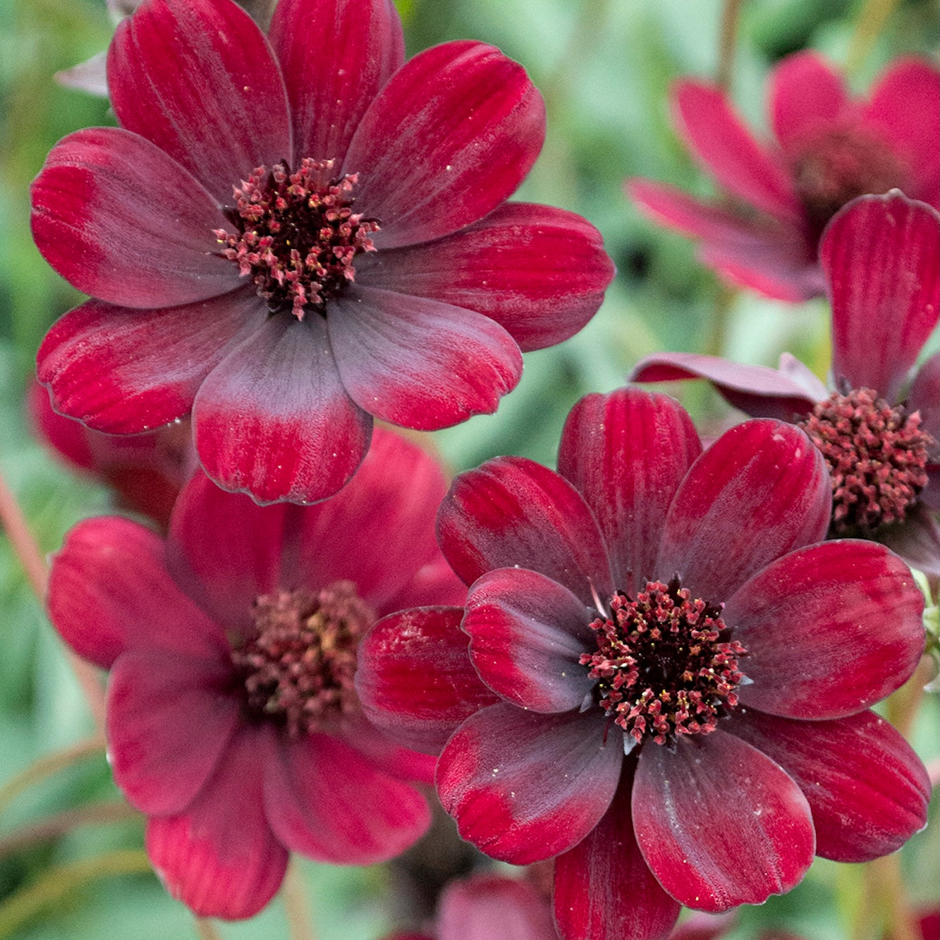 Cosmos Chocoholic - 14cm Pot