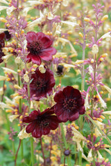 Cosmos Chocoholic - 14cm Pot
