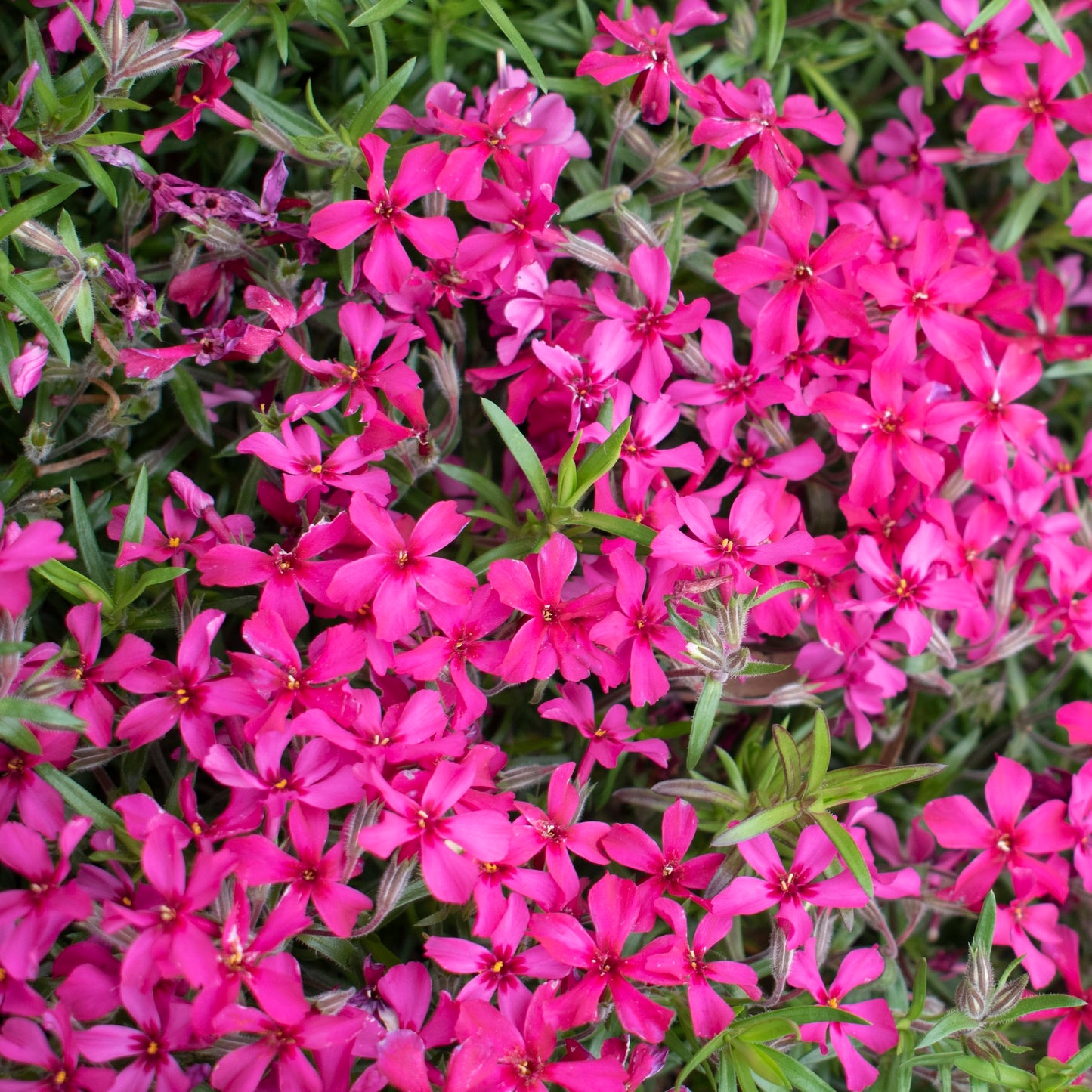 Phlox Scarlet Flame - 14cm Pot