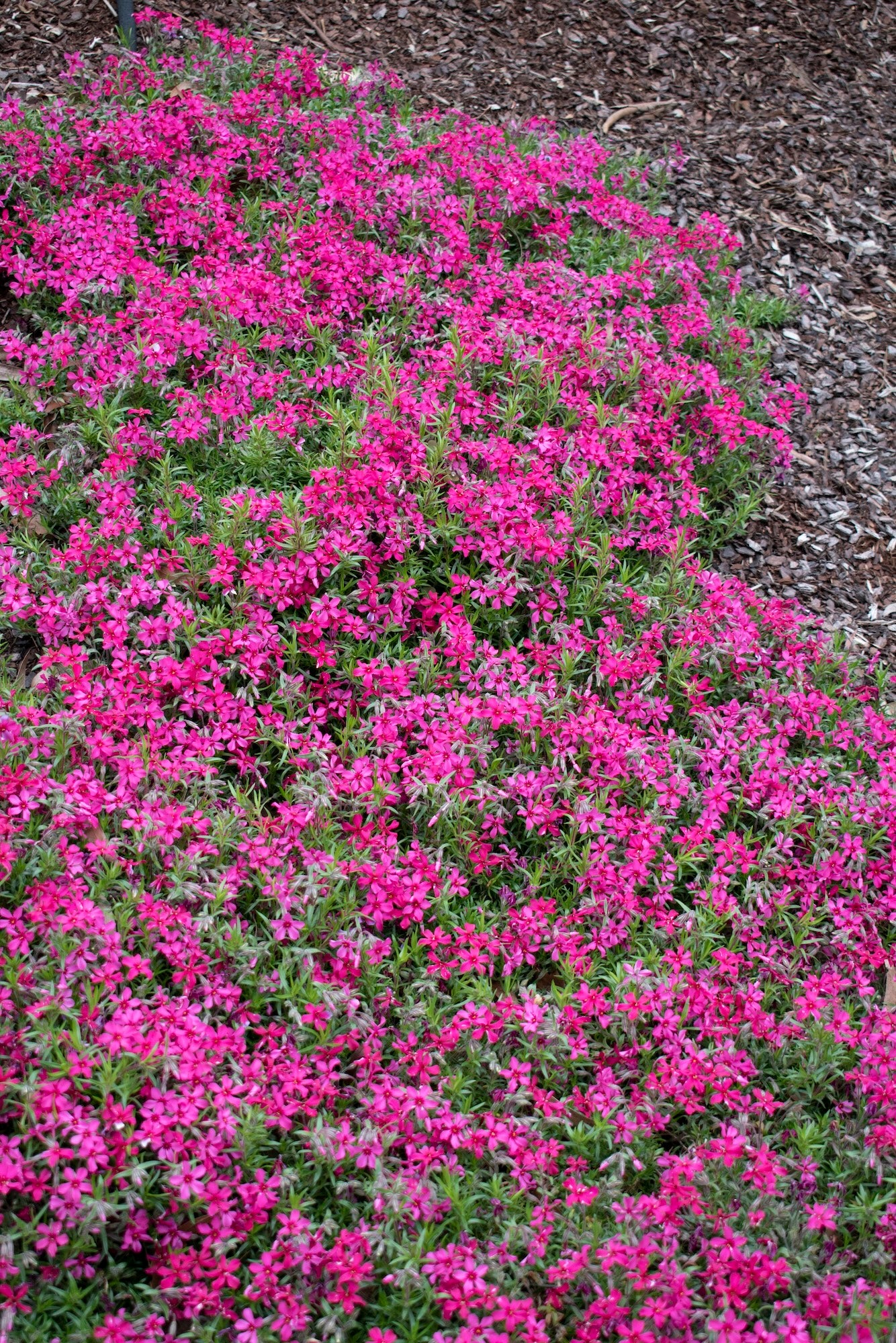 Phlox Scarlet Flame - 14cm Pot