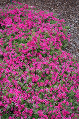 Phlox Scarlet Flame - 14cm Pot