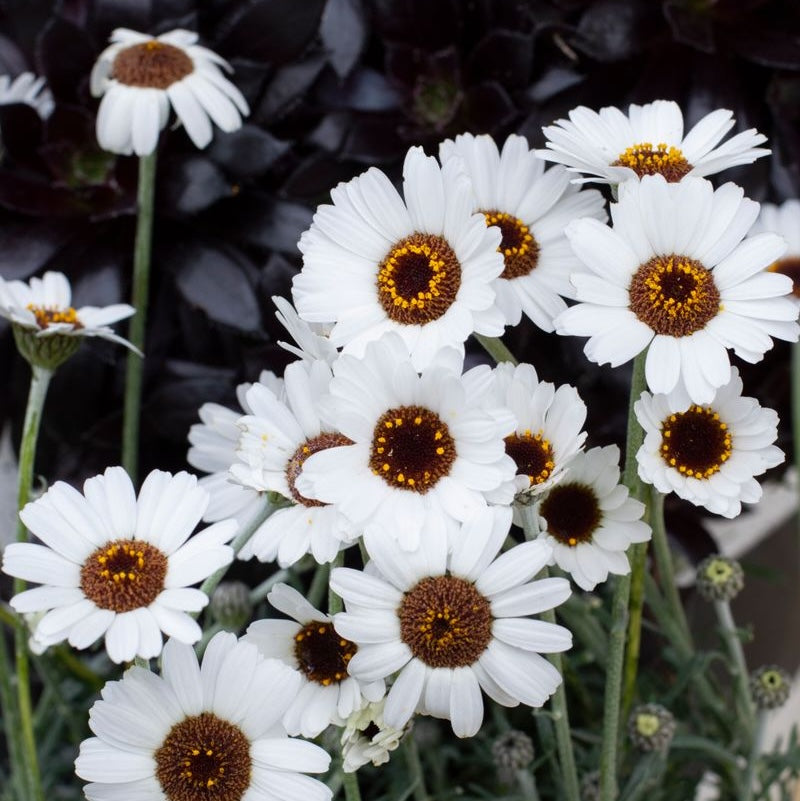 Rhodanthemum African Eyes - 14cm Pot