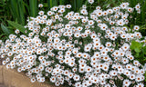 Rhodanthemum African Eyes - 14cm Pot