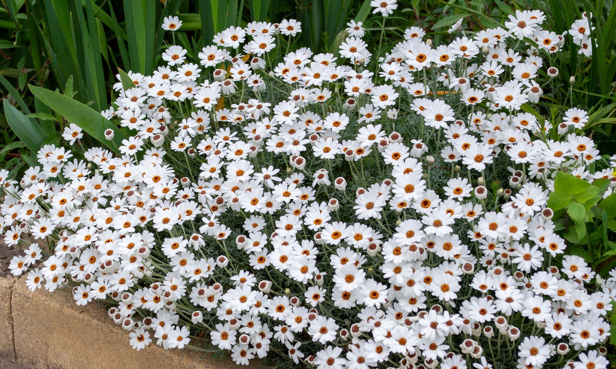 Rhodanthemum African Eyes - 14cm Pot