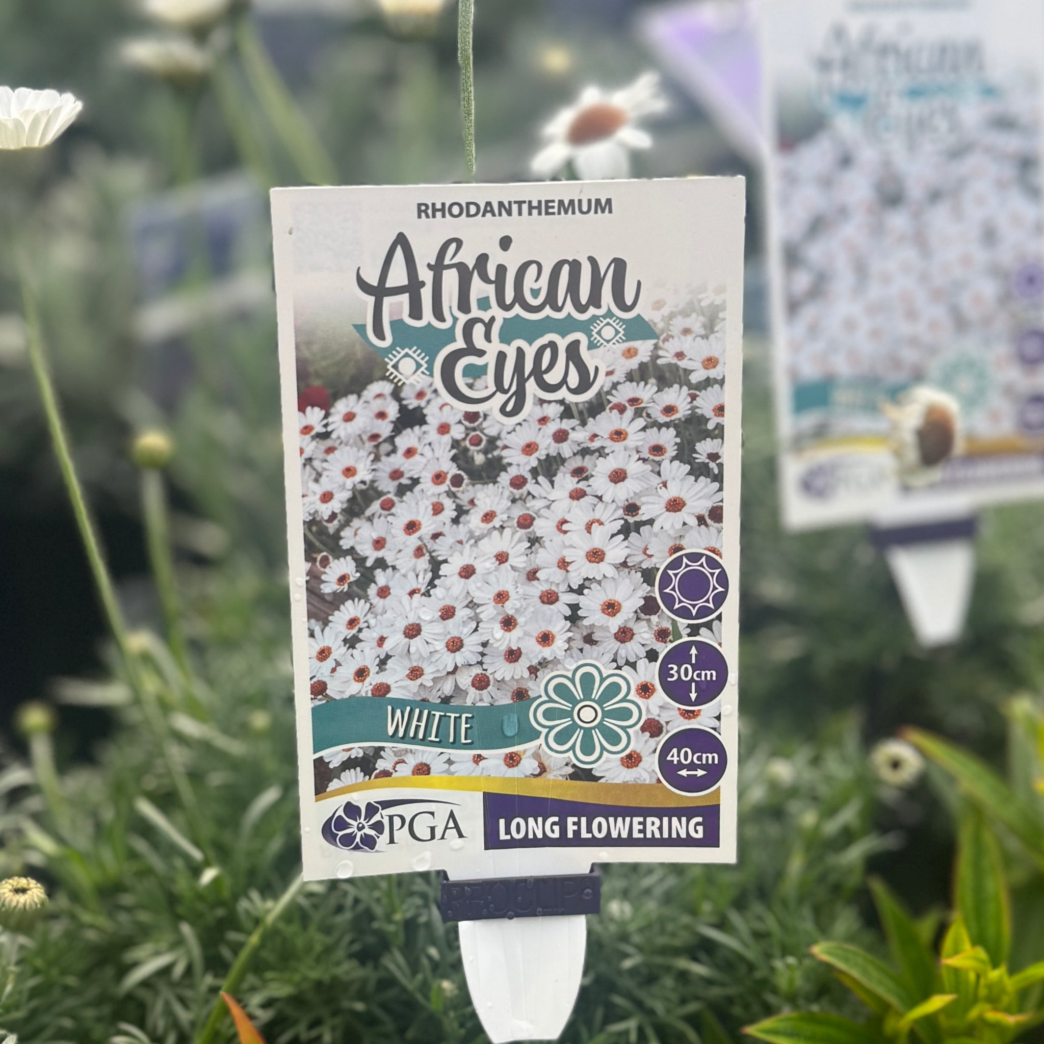 Rhodanthemum African Eyes - 14cm Pot