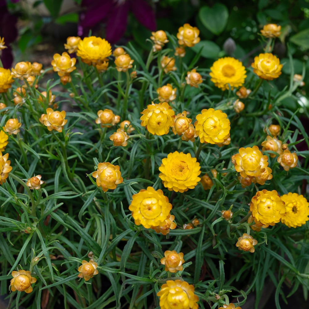 Bracteantha Daisy Fields Gold - 14cm Pot