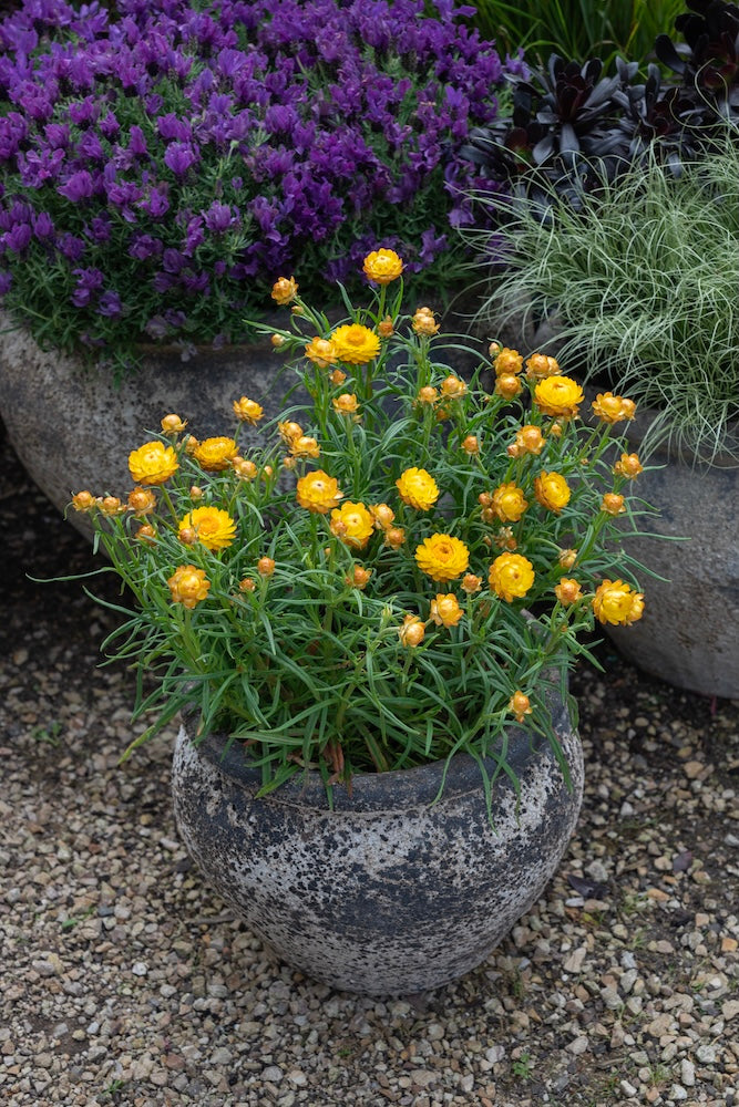 Bracteantha Daisy Fields Gold - 14cm Pot