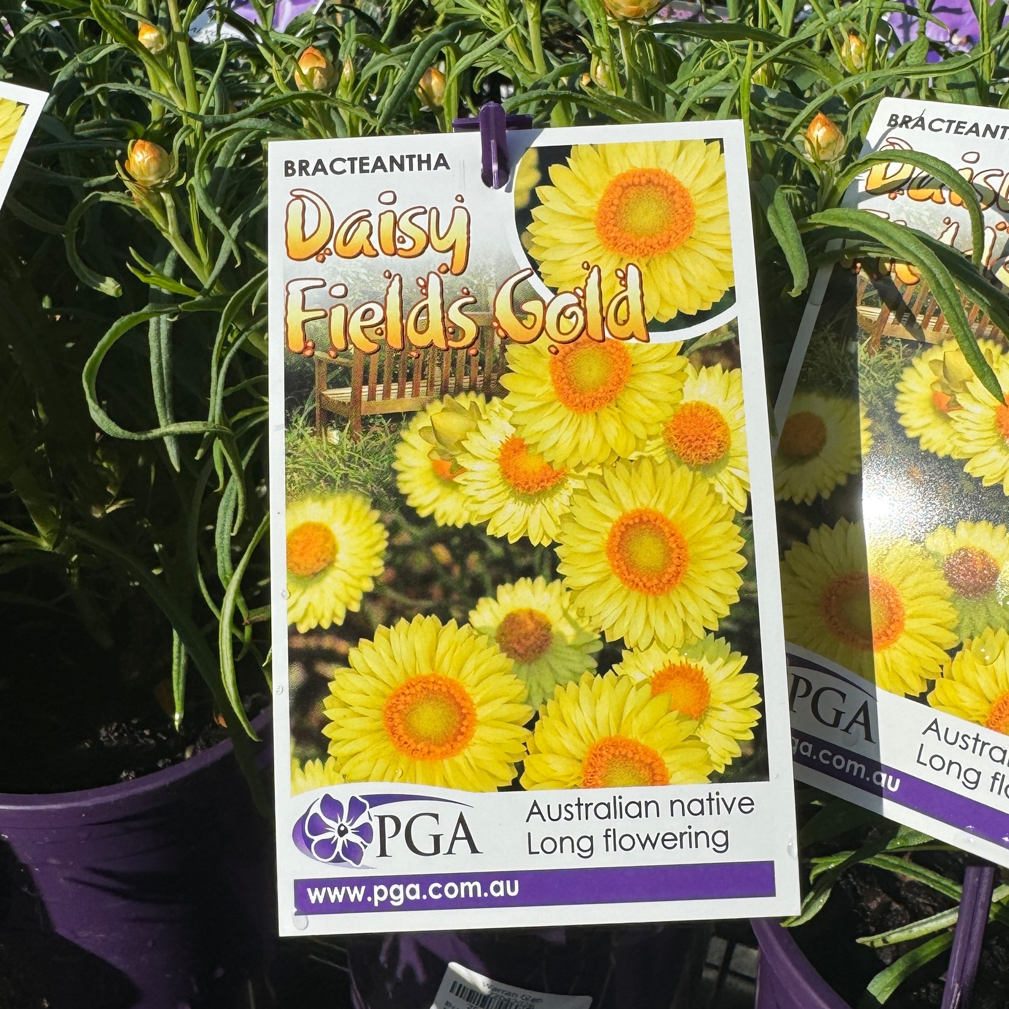 Bracteantha Daisy Fields Gold - 14cm Pot