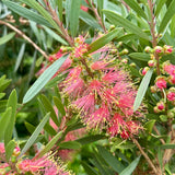 Callistemon Perth Pink - 20cm Pot