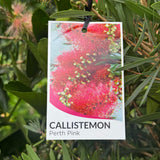 Callistemon Perth Pink - 20cm Pot