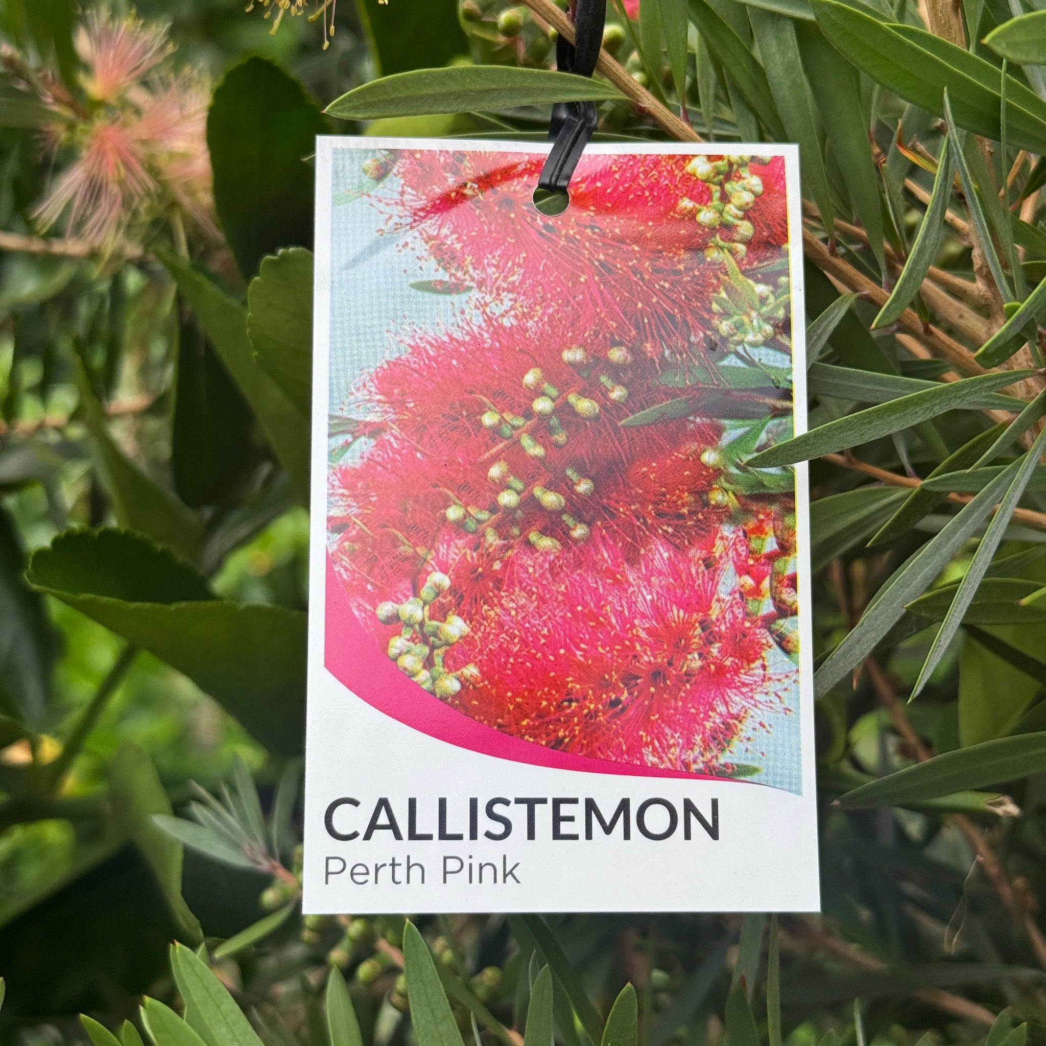 Callistemon Perth Pink - 20cm Pot