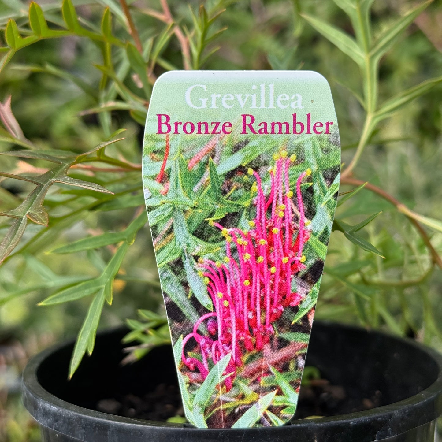 Grevillea Bronze Rambler - 14cm Pot