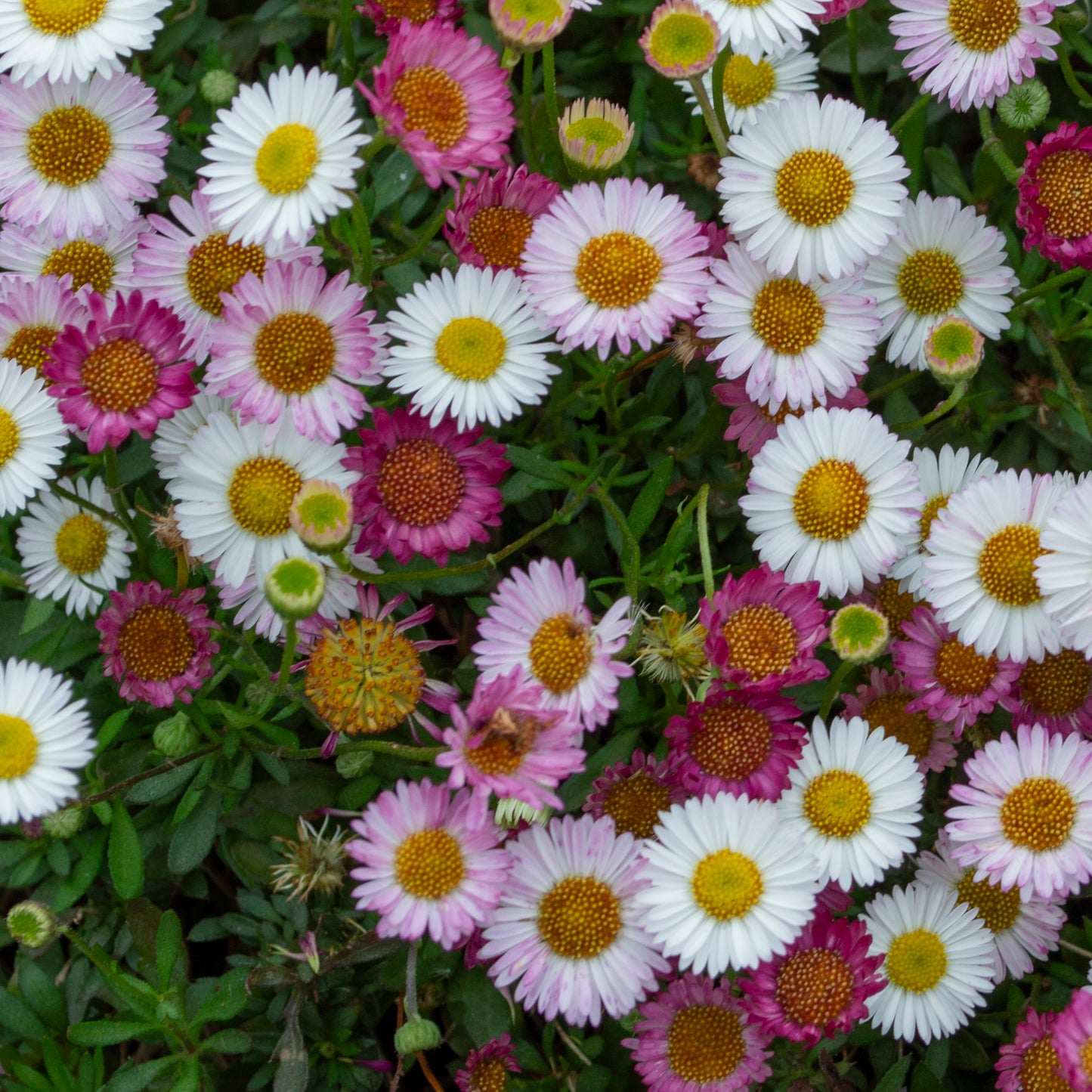 Erigeron Spindrift - 14cm Pot