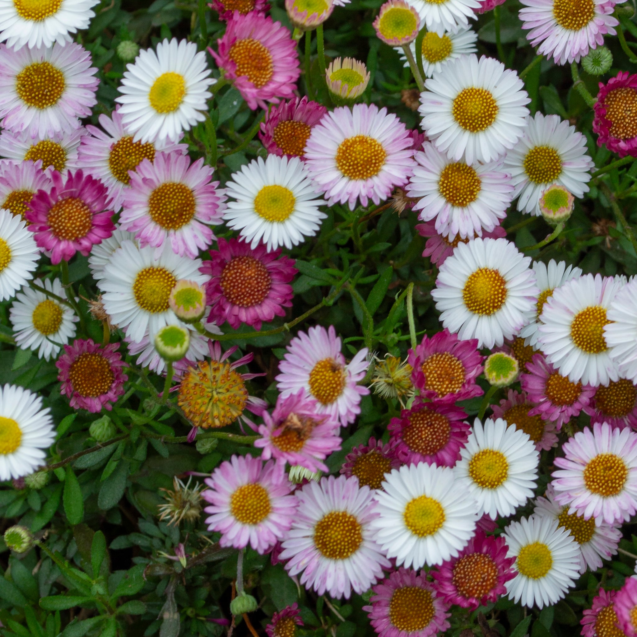 Erigeron Spindrift - 14cm Pot