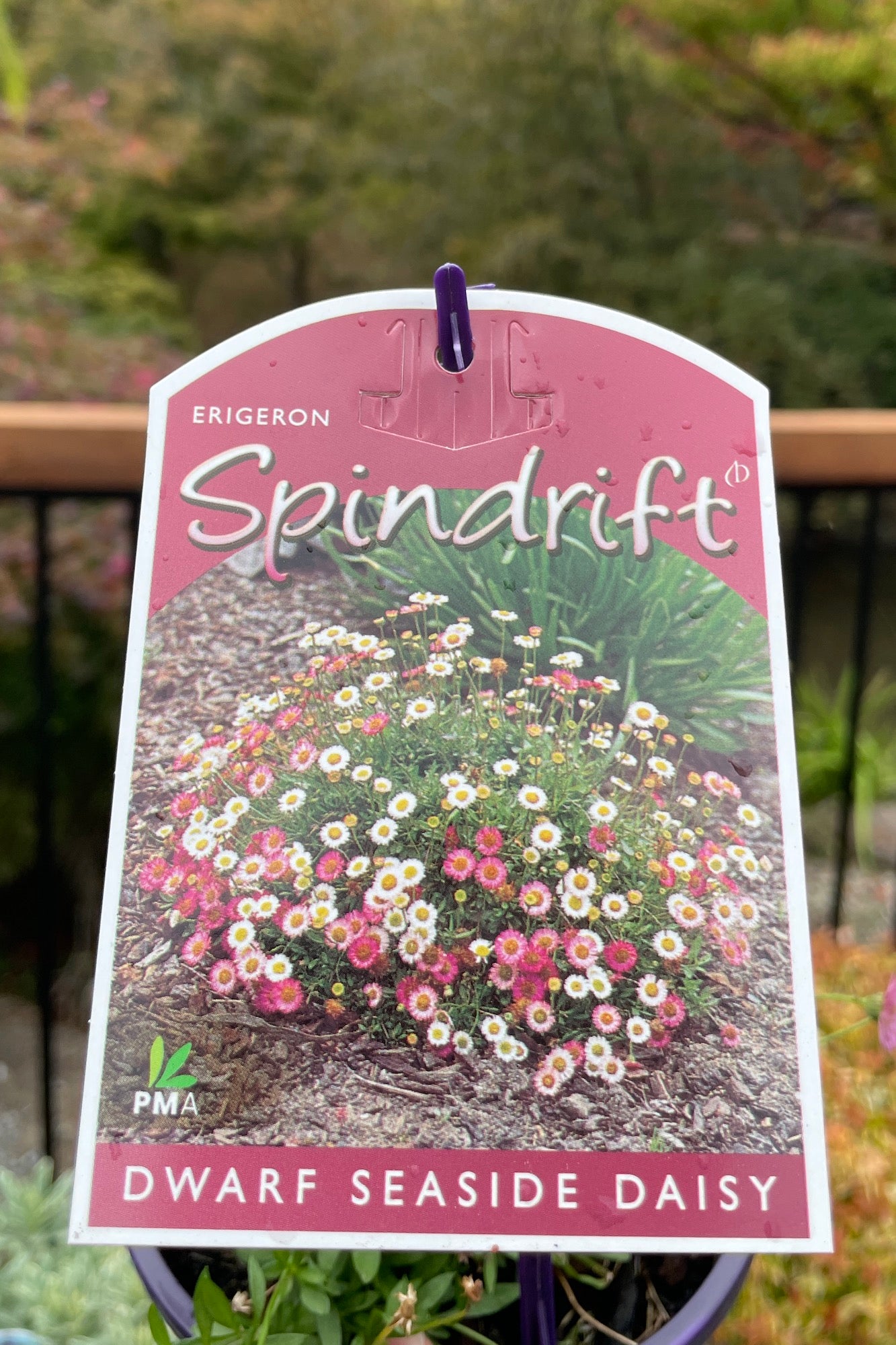 Erigeron Spindrift - 14cm Pot