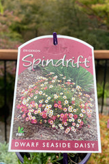 Erigeron Spindrift - 14cm Pot