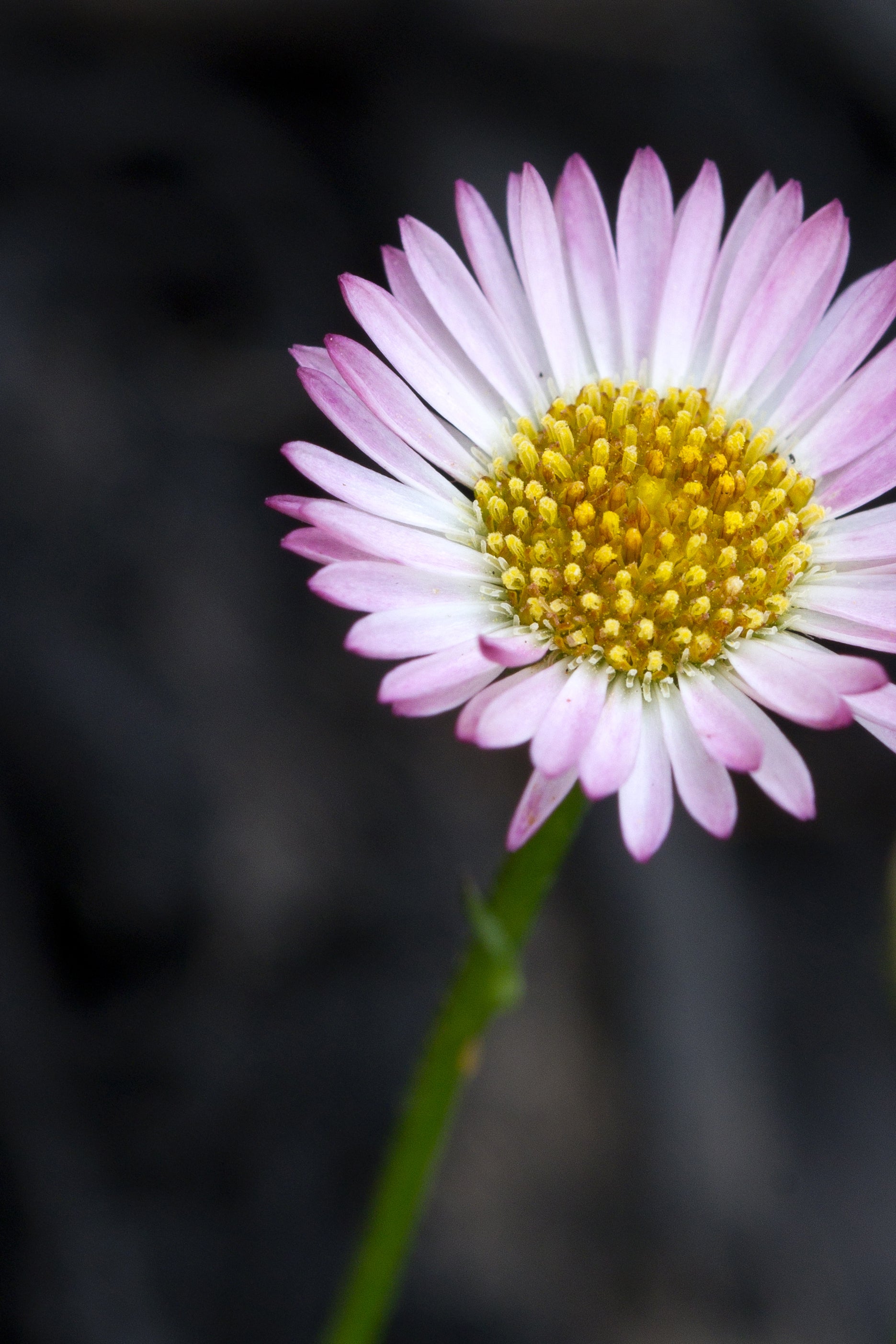 Erigeron Spindrift - 14cm Pot