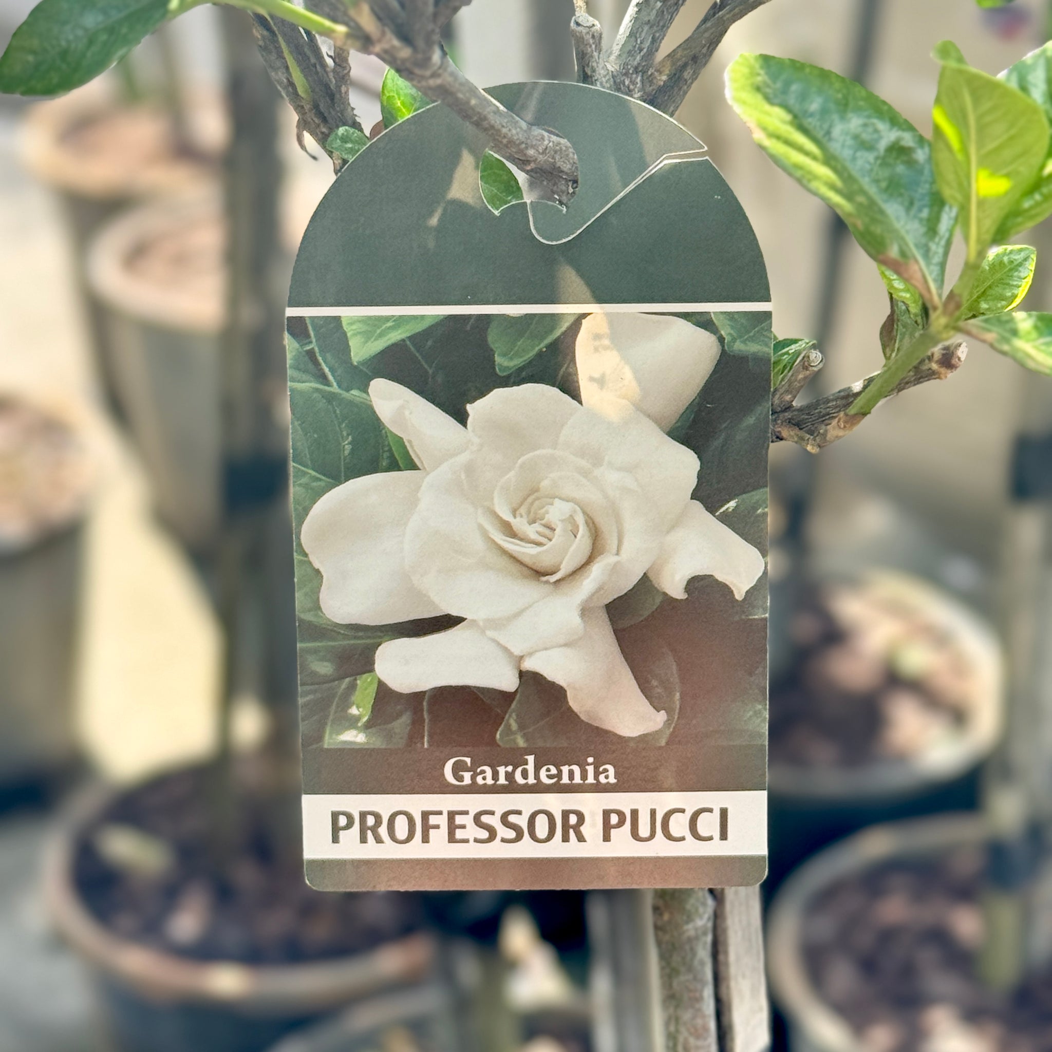 Gardenia Pucci Standard - 20cm Pot