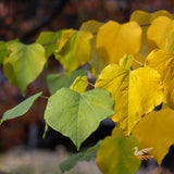 Cercis Forest Pansy - 33cm Pot