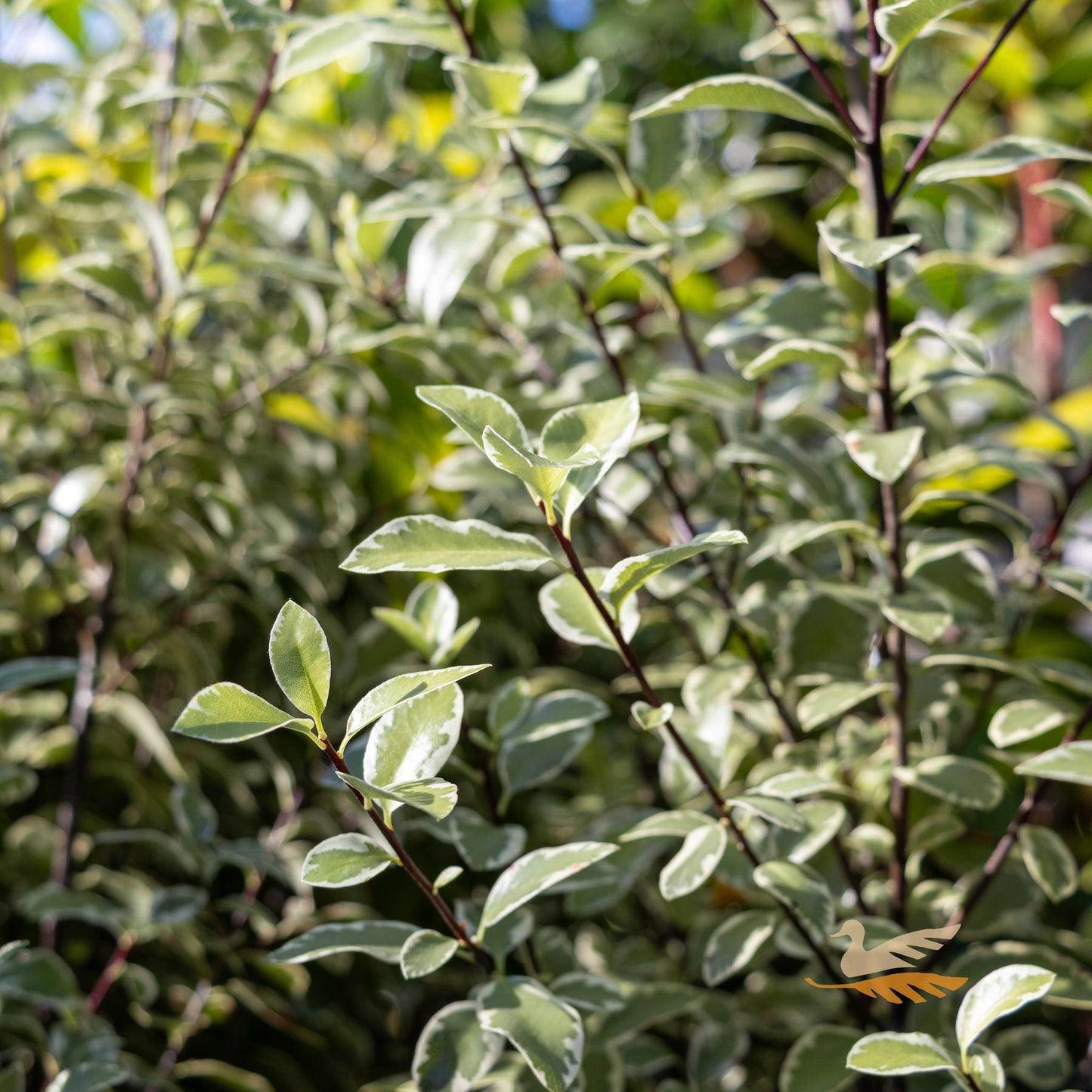 Pittosporum Snow Leopard - 20cm Pot