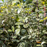 Pittosporum Snow Leopard - 20cm Pot