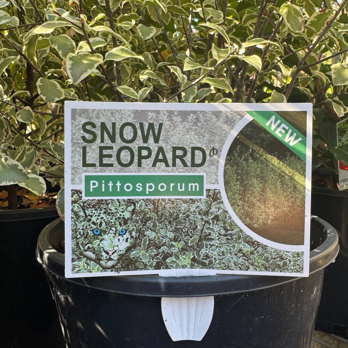 Pittosporum Snow Leopard - 20cm Pot