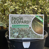 Pittosporum Snow Leopard - 20cm Pot