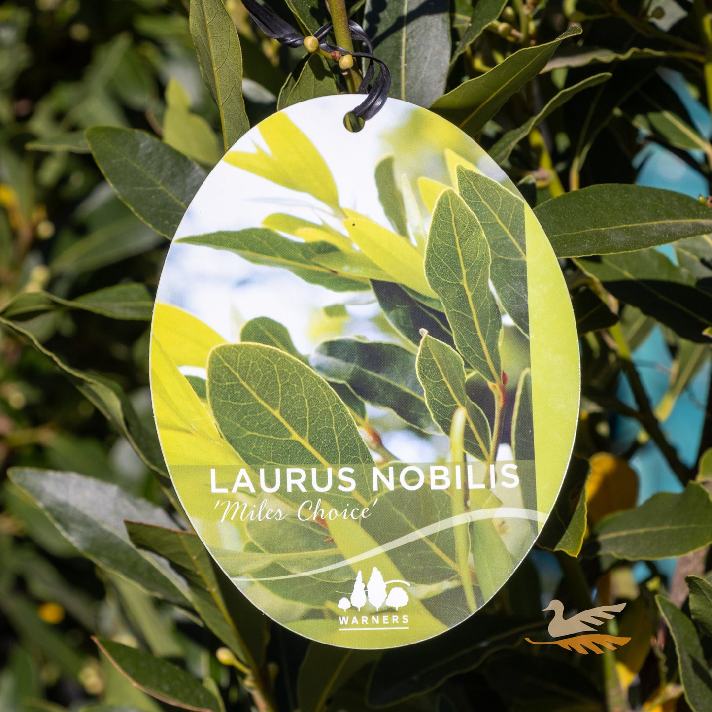 Bay Tree Laurus Miles Choice - 20cm Pot