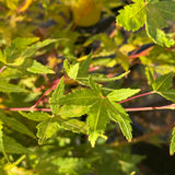 Acer Aka Kawa Hime - 40cm Pot
