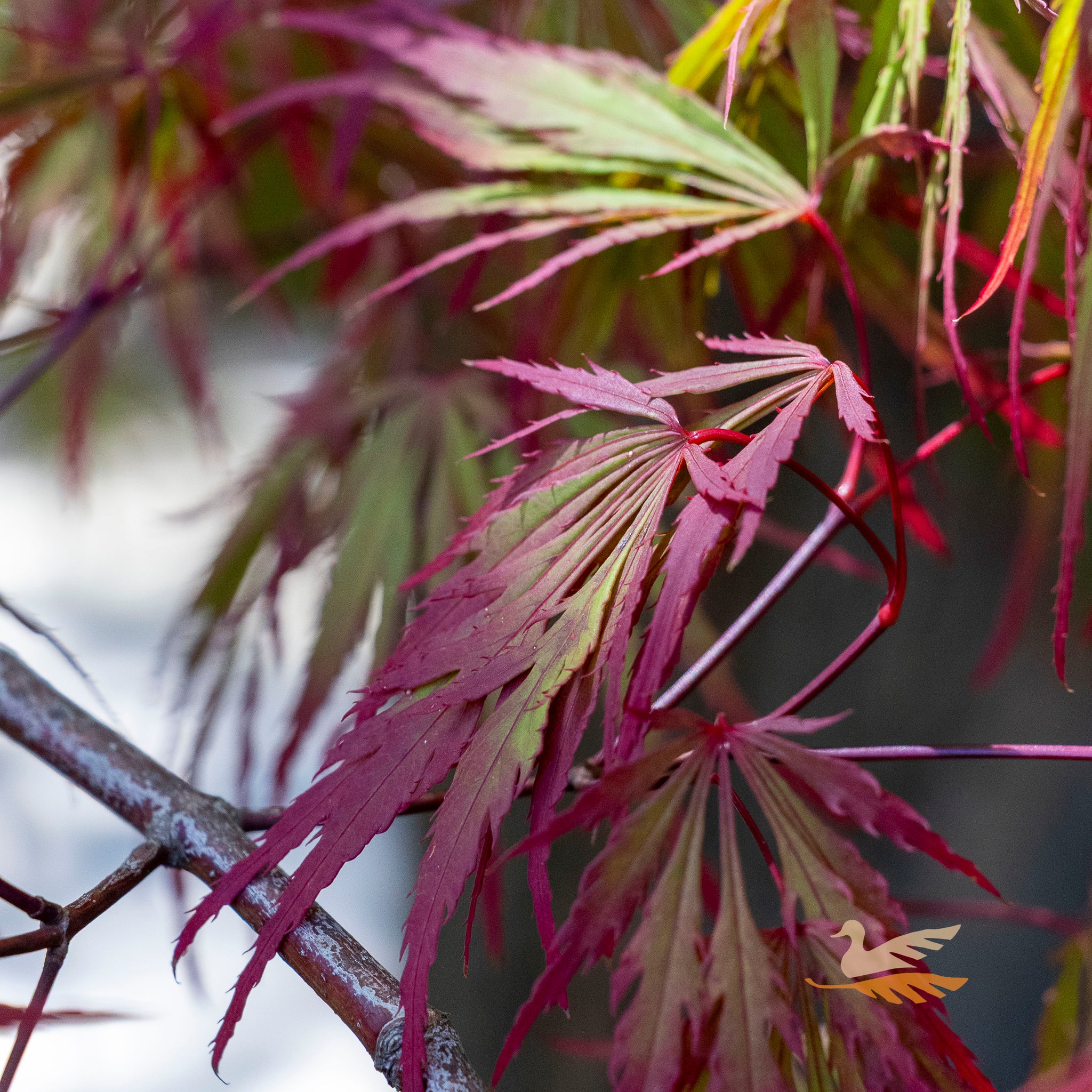 Acer Autumn Fire - 40cm Pot