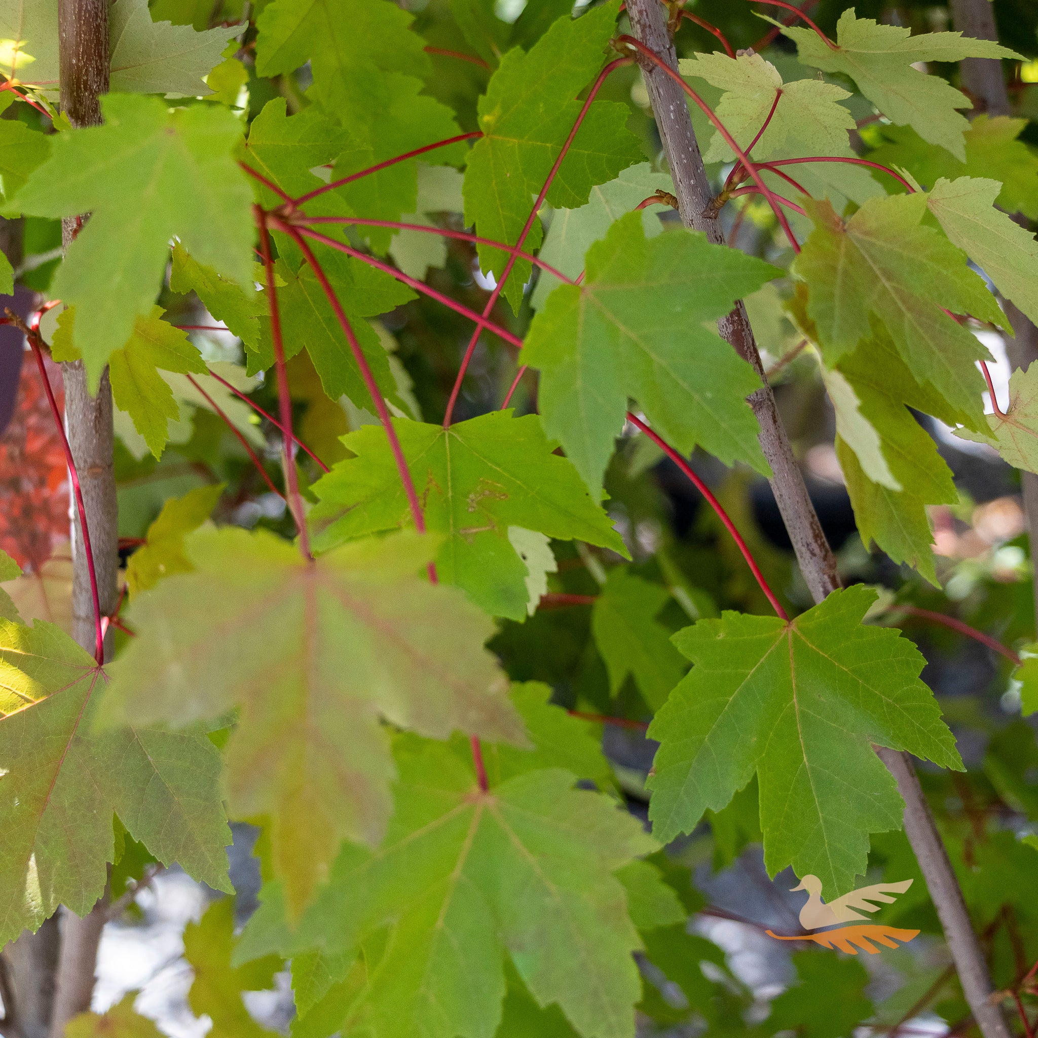 Acer Frank Jr Redpointe - 25cm Pot