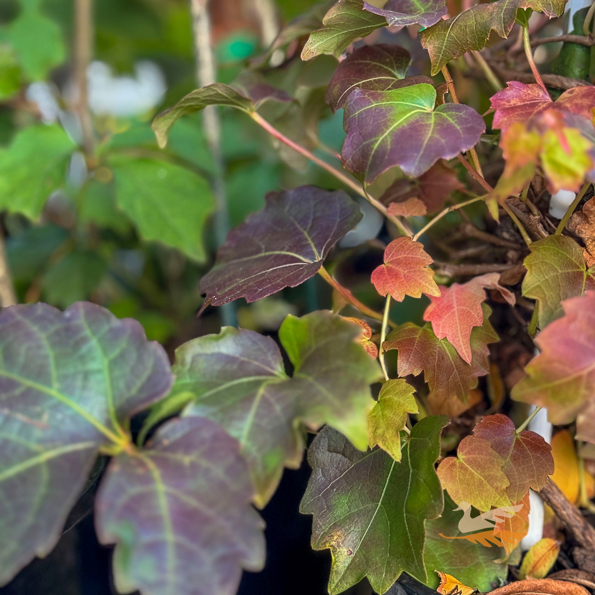 Parthenocissus Boston Ivy - 14cm Pot